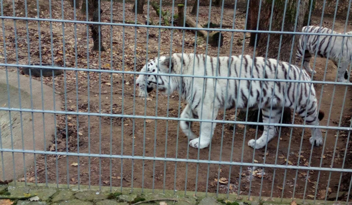 ZOO - Nyíregyháza 2018 dec.1