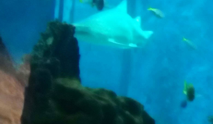 ZOO - Nyíregyháza 2018 dec.1